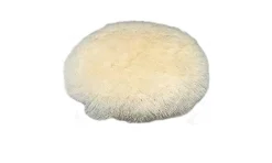 Boina de lã 100mm Makita 794173-6